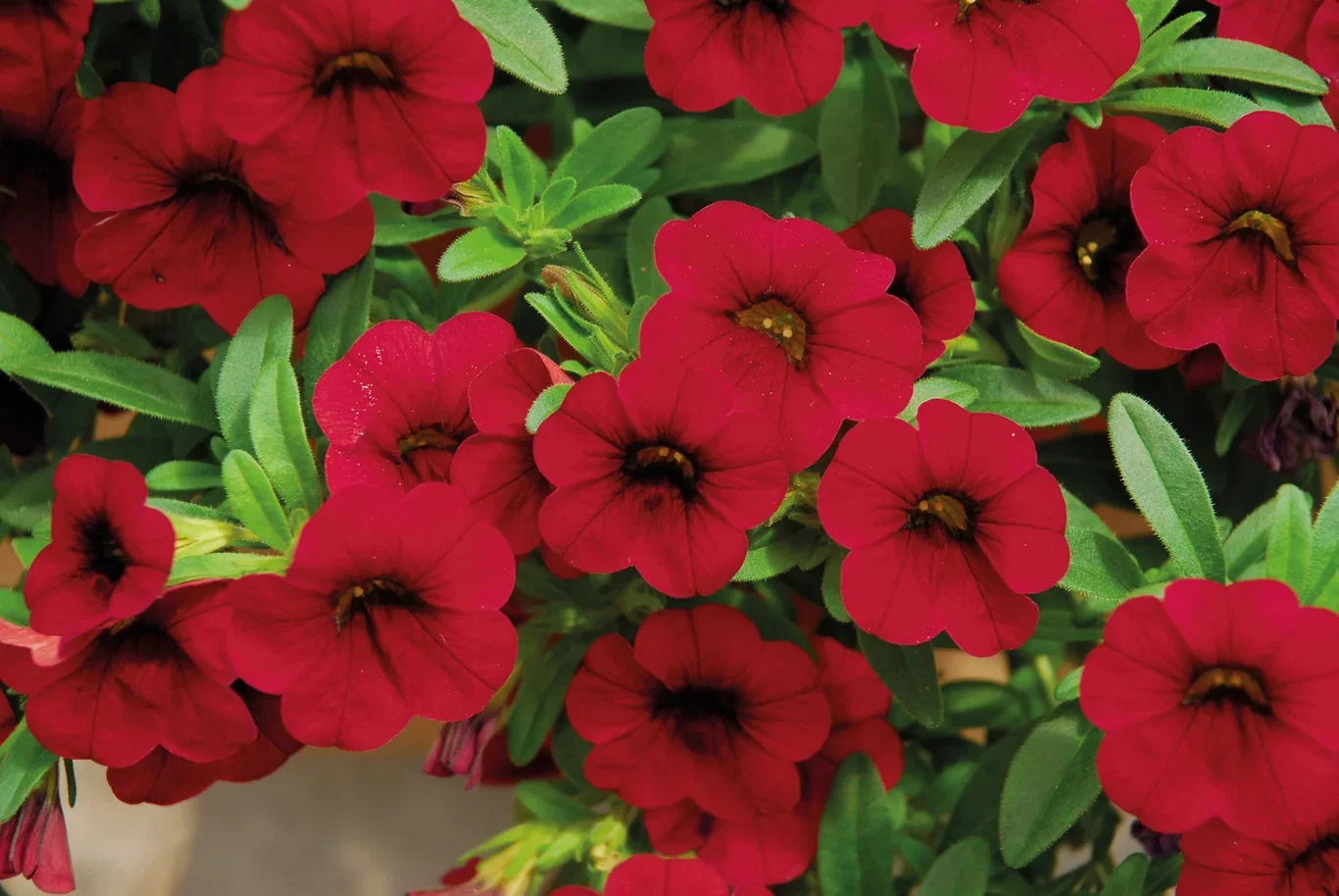 Petunia hybrida Petunia stikling Ø6 cm