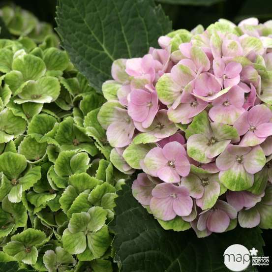 Hydrangea série Magical ® :conteneur 10 litres