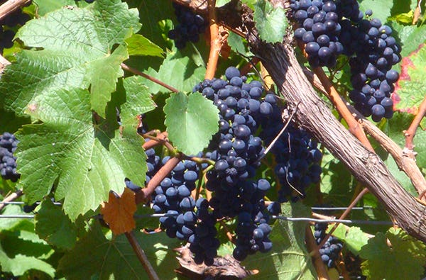 Weinbergwanderung Bad Neuenahr-Ahrweiler