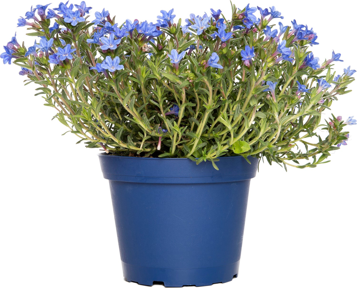 Parelzaad (Lithodora diffusa 'Heavenly Blue') D 15 H 10 cm