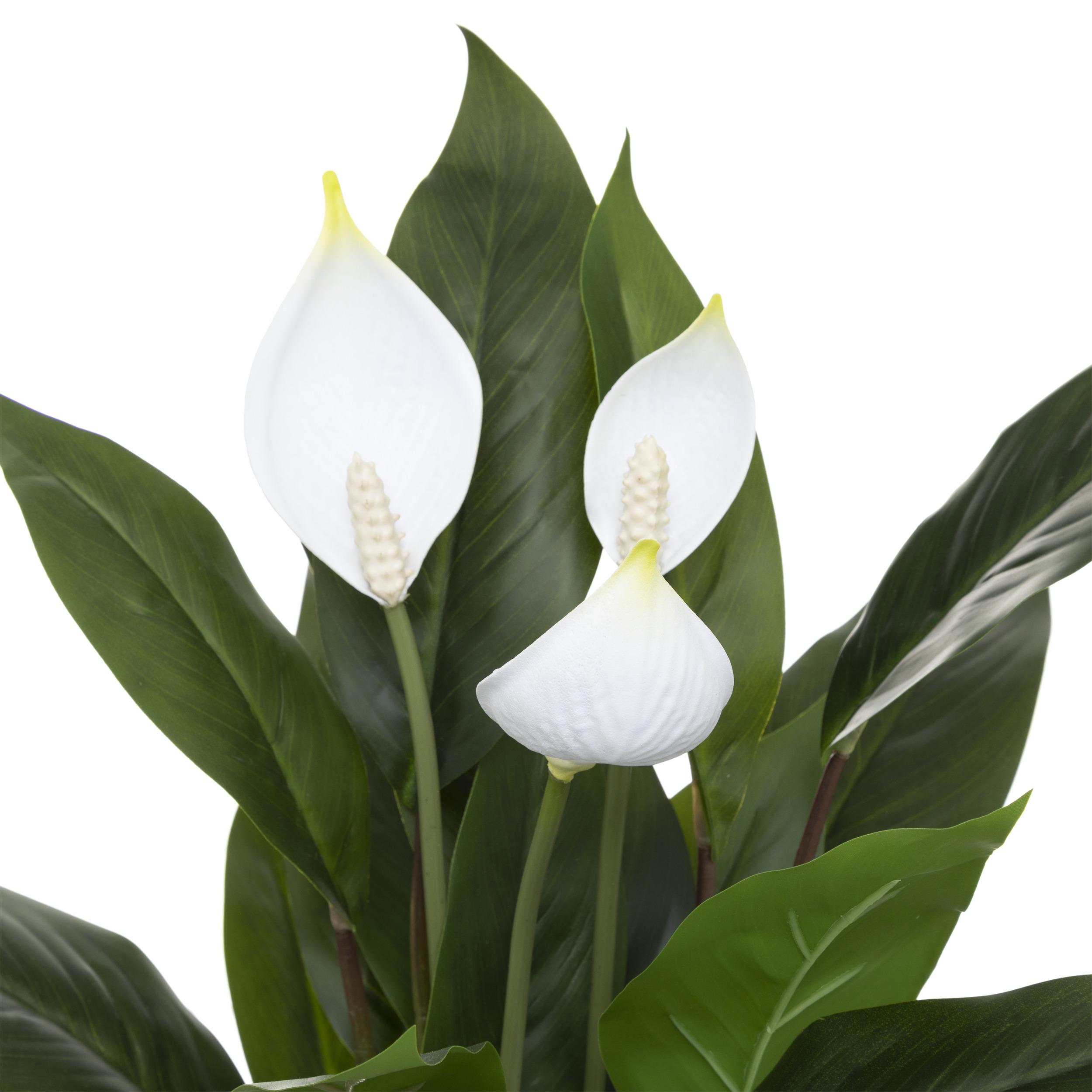 PLANTE LYS DE LA PAIX POT CIMENT H.54CM