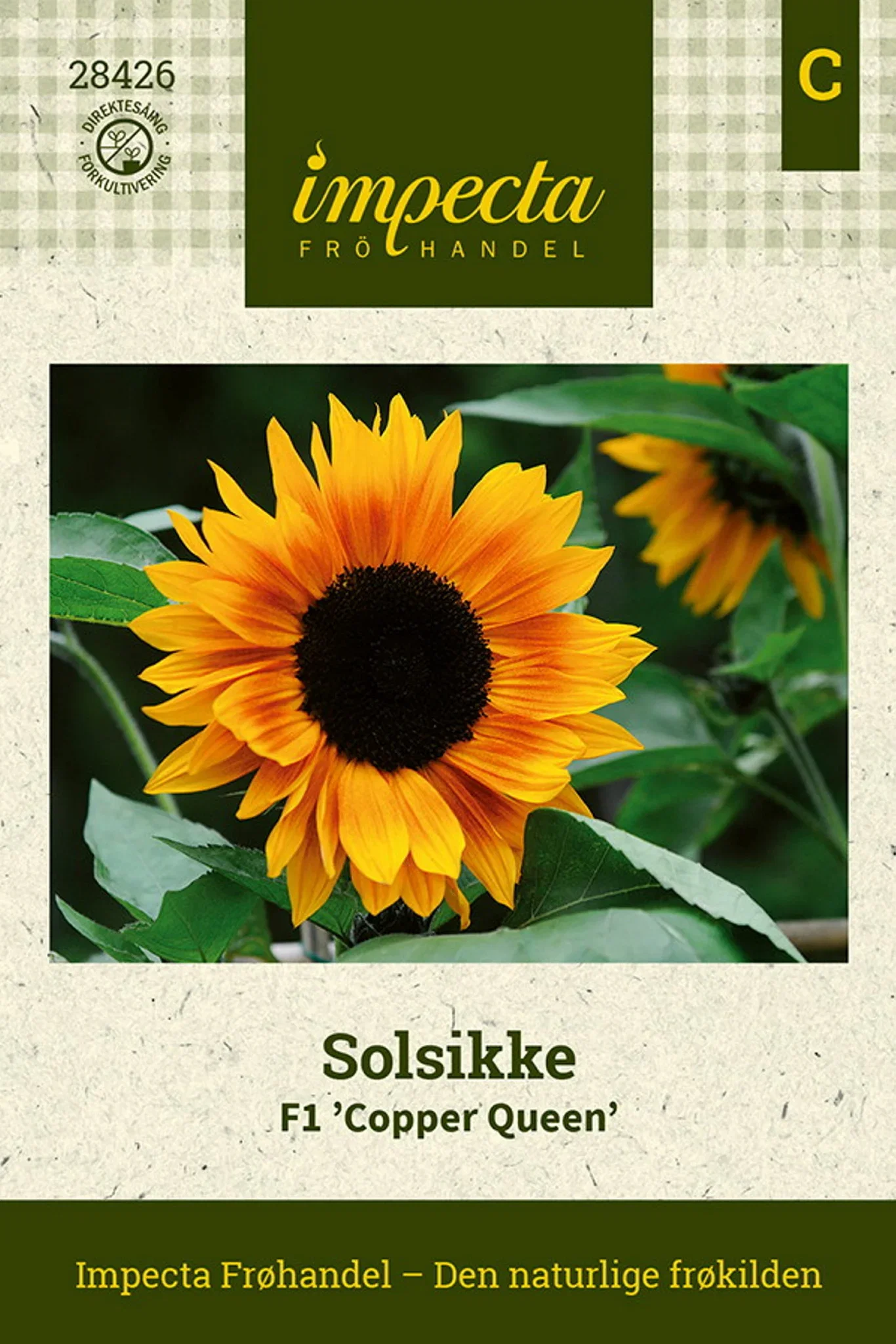 Helianthus annuus F1 'Copper Queen' Solsikke F1 'Copper Queen'