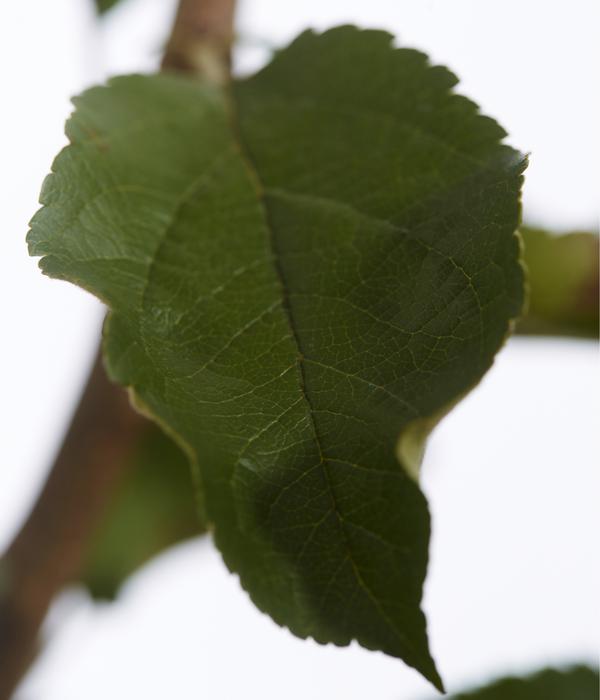 Herbstapfel 'Rebella'