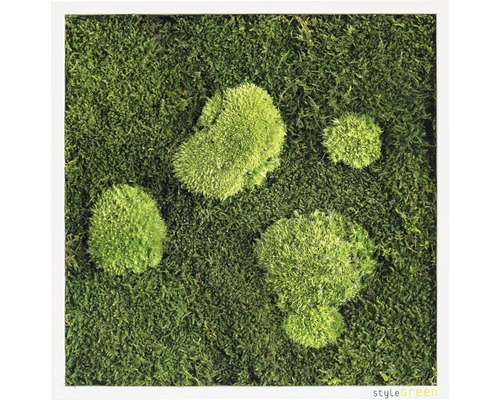 Mosschilderij bos & bolmos 35x35 cm