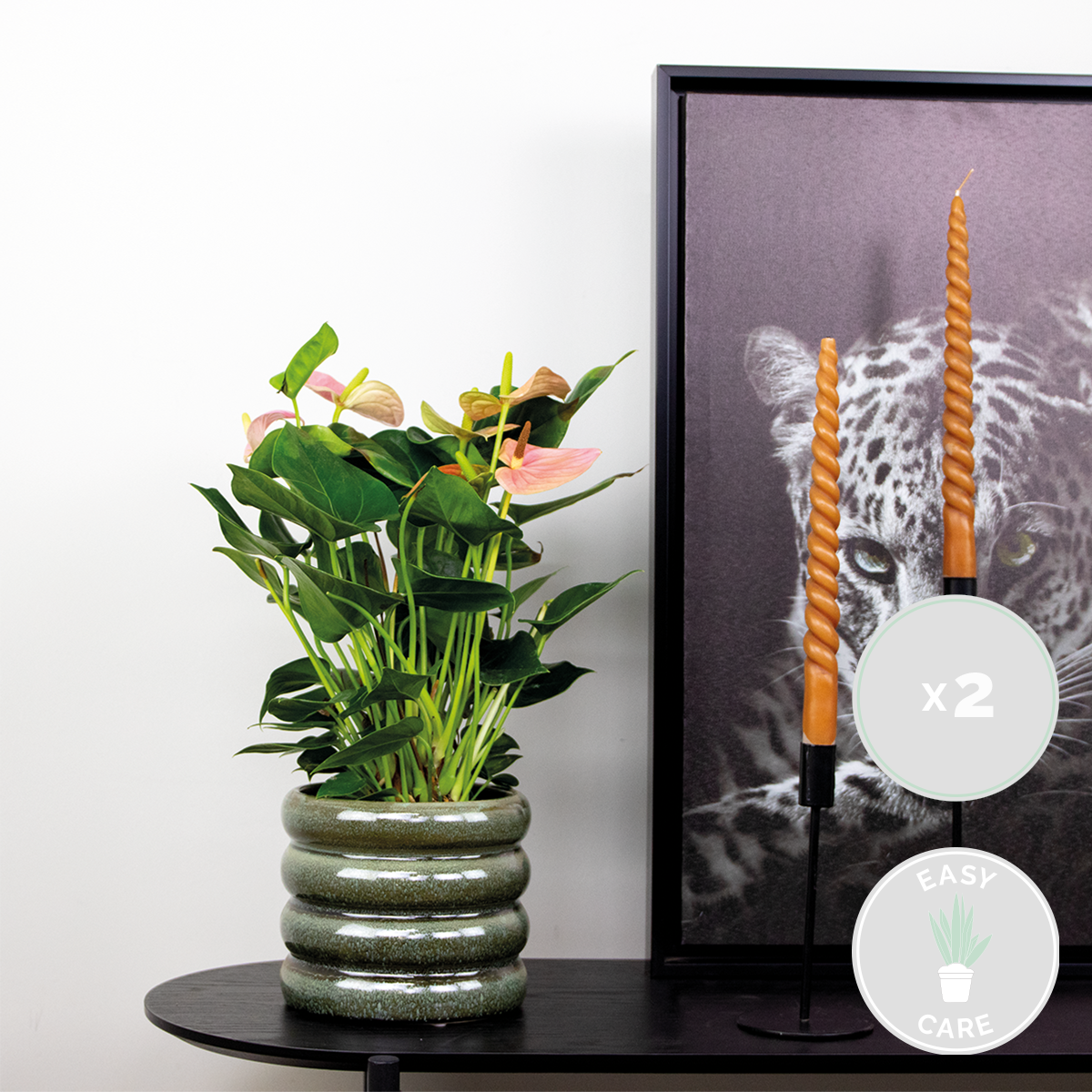 2x anthurium 'aristo' rose - flamingo plant - facile d'entretien - ⌀14 cm - ↕40-50 cm