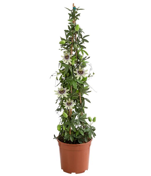 Passionsblume, Pyramide, verschiedene Sorten