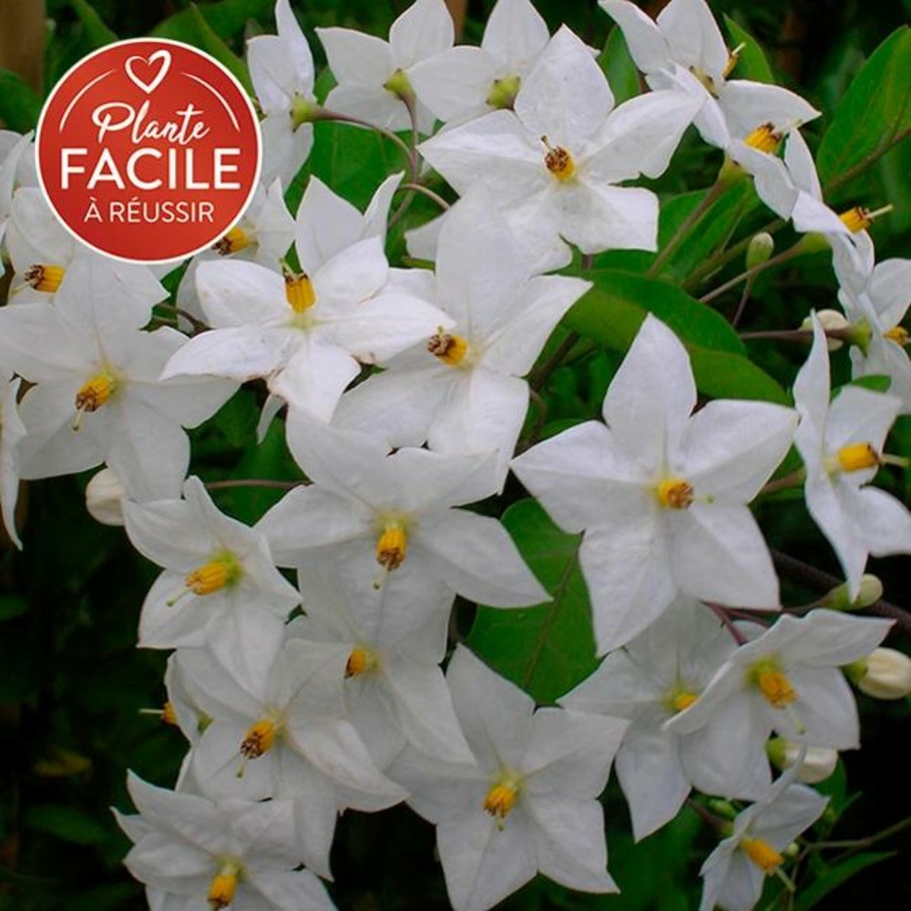 Morelle faux-jasmin 'album' - solanum jasminoïdes 3l