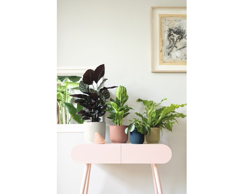 Elho Vibes opvouwbare plantenbak, kunststof, Ø 14,1 cm, H 12,9 cm, lichtroze