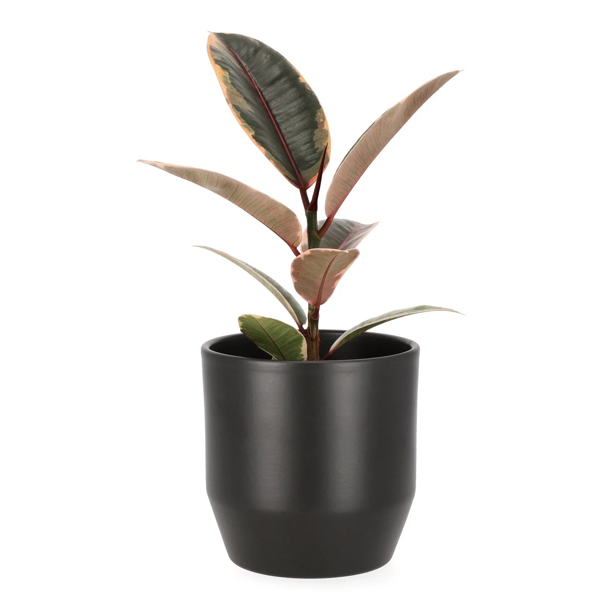 Ficus elastica 'Belize' Gummifiken 'Belize' Høyde 30 cm