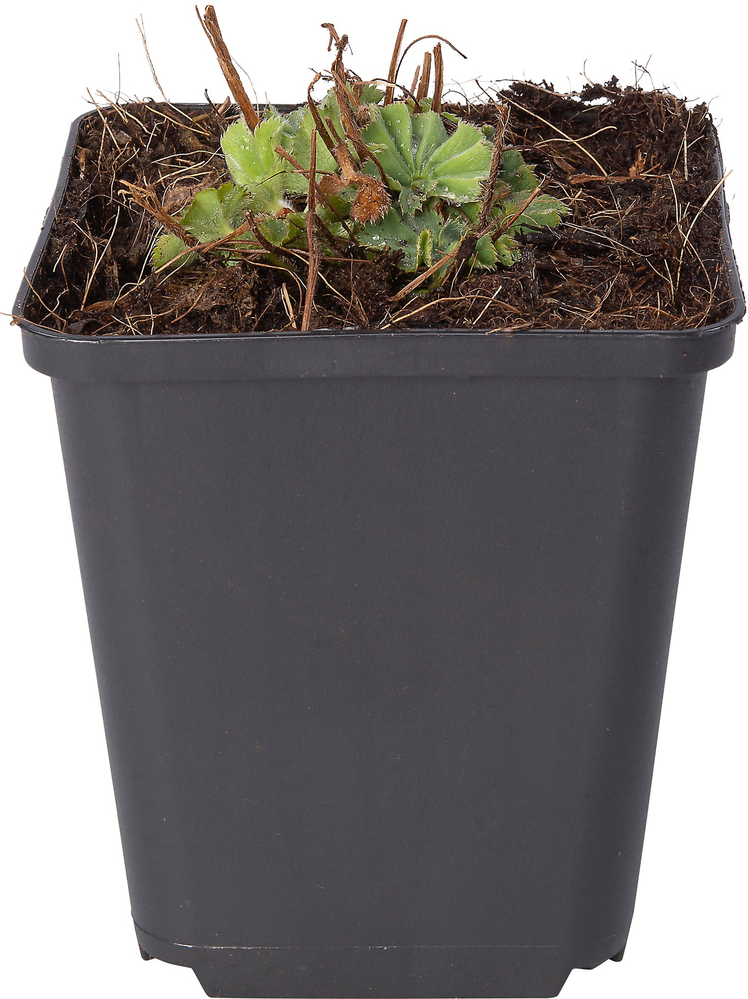 Vrouwenmantel (Alchemilla mollis 'Senior') D 9 H 10 cm