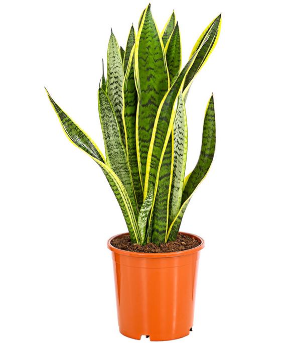 Bogenhanf - Sansevieria trifasciata var.