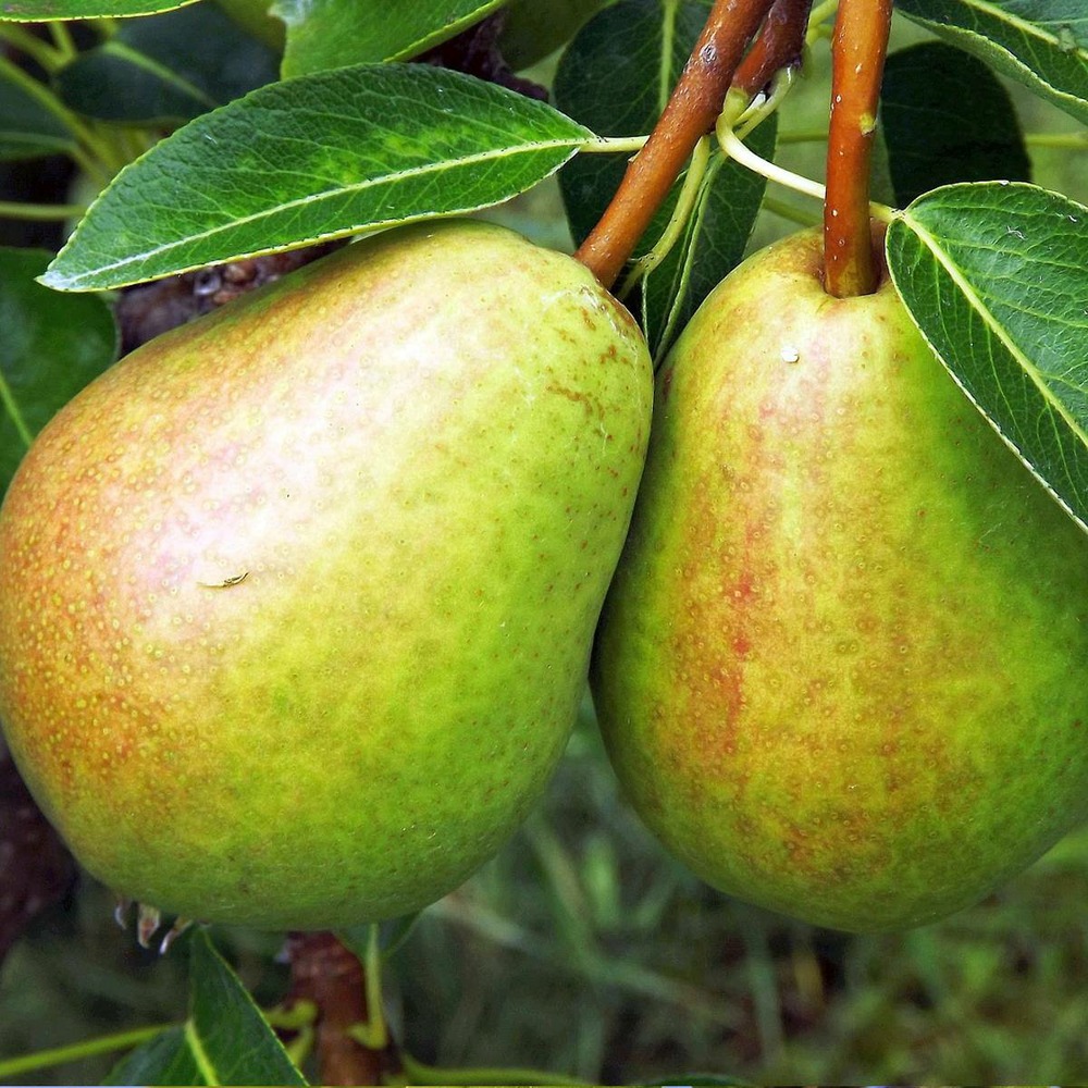 Poirier colonnaire communis 'obelus'/pyrus communis 'obelus'[-]pot de 10l - gobelet 2 ans