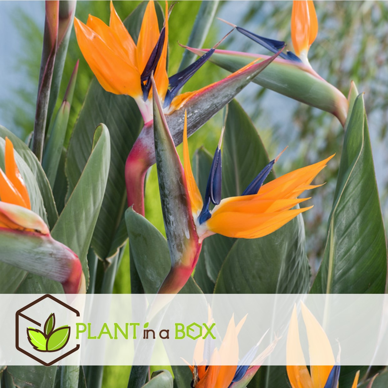 Strelitzia reginea - plante oiseau du paradis - pot 9cm - hauteur 25-40cm