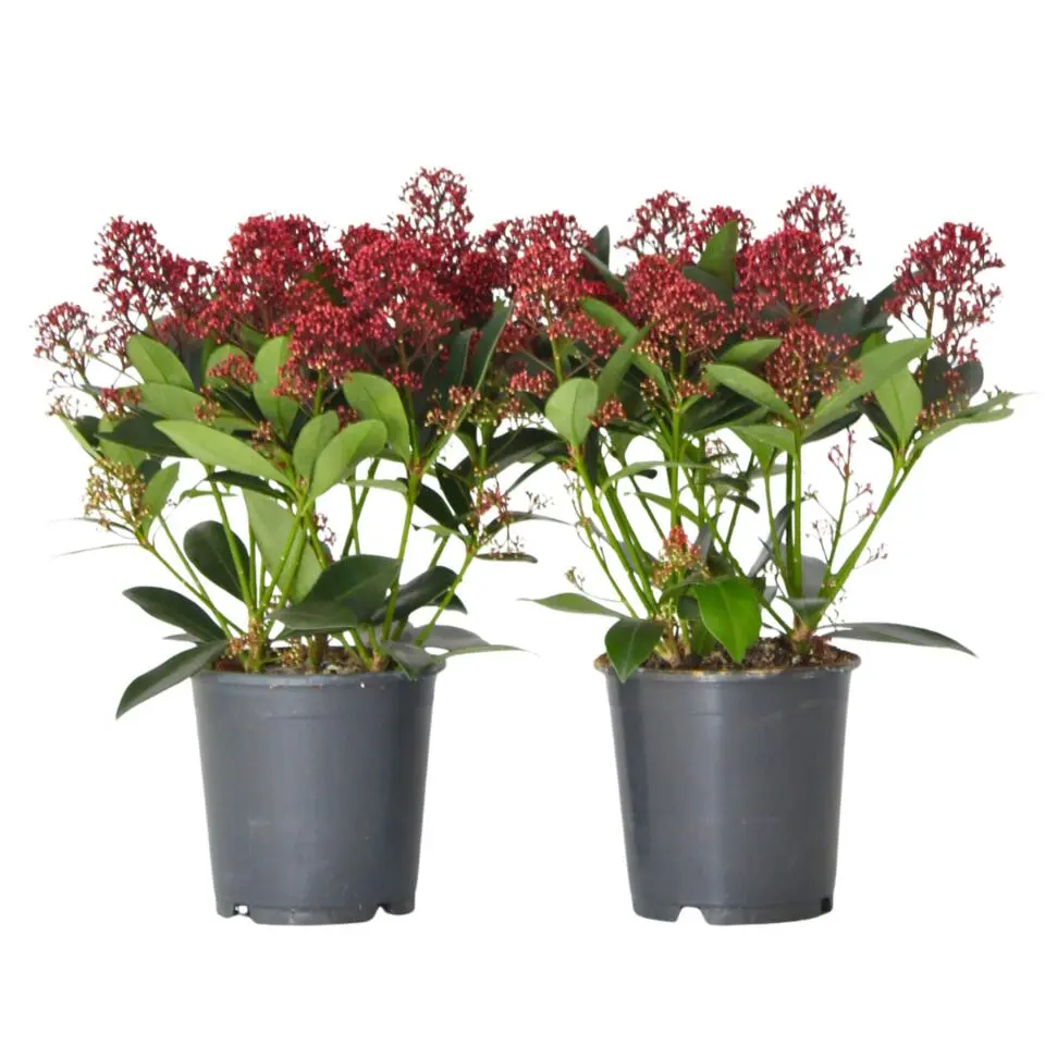 Skimmia - Set van 2 - Skimmia japonica 'Rubella' - Hoogte 35-45cm - ⌀15cm