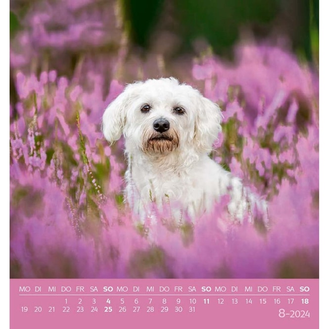 Postkartenkalender - Hunde - 2024