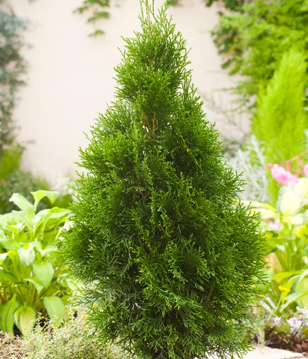 Lebensbaum 'Smaragd'