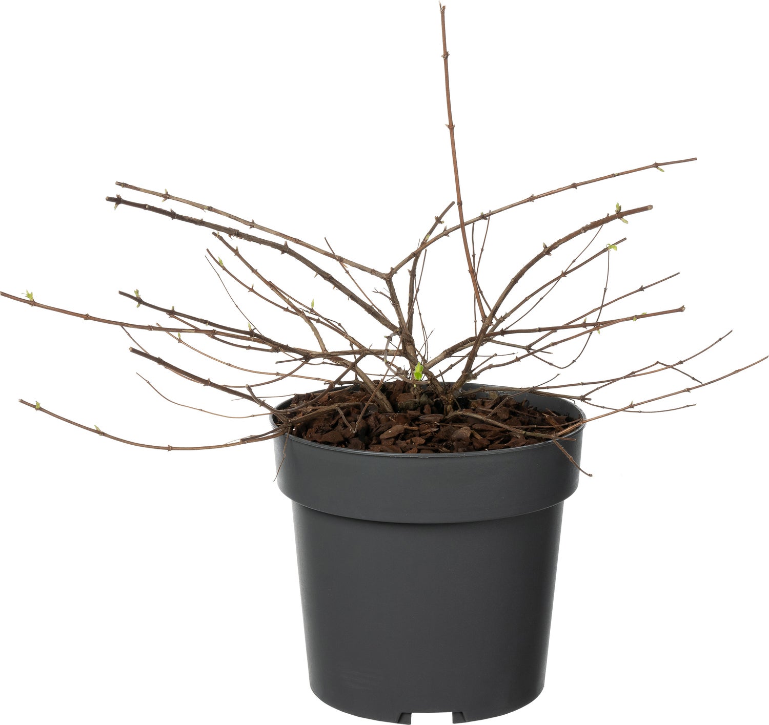 Koninginnenstruik (Kolkwitzia amabilis) D 19 H 30 cm