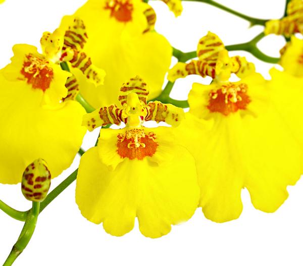 Oncidium Orchidee - Oncidium cultivars 'Sweet