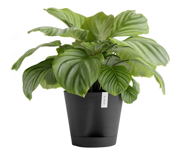 Ecopots Kunststoff-Topf Venice 2, rund