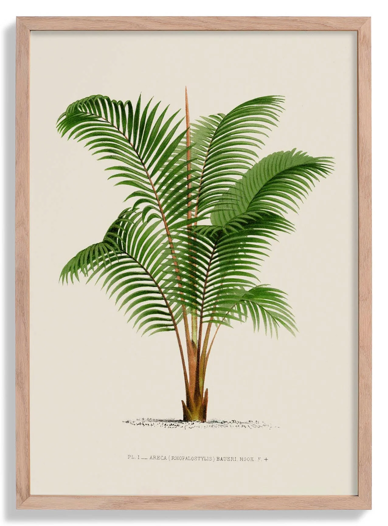 Areca Bauer Palm Tree Kunstdruck