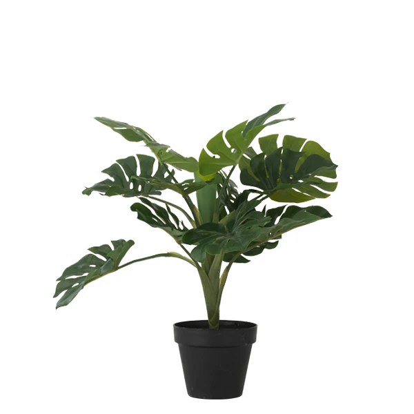 Bahne Interior  Plante monstera i potte - 45 cm.