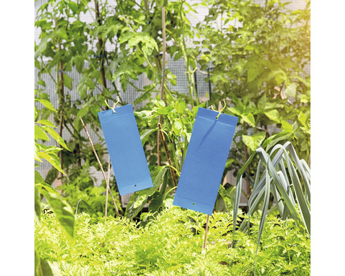 Blauwe kleefvallen met hanger, Windhager, 10 stuks, ca. 24 x 10 cm, tegen trips, insecticidevrij, geurloos