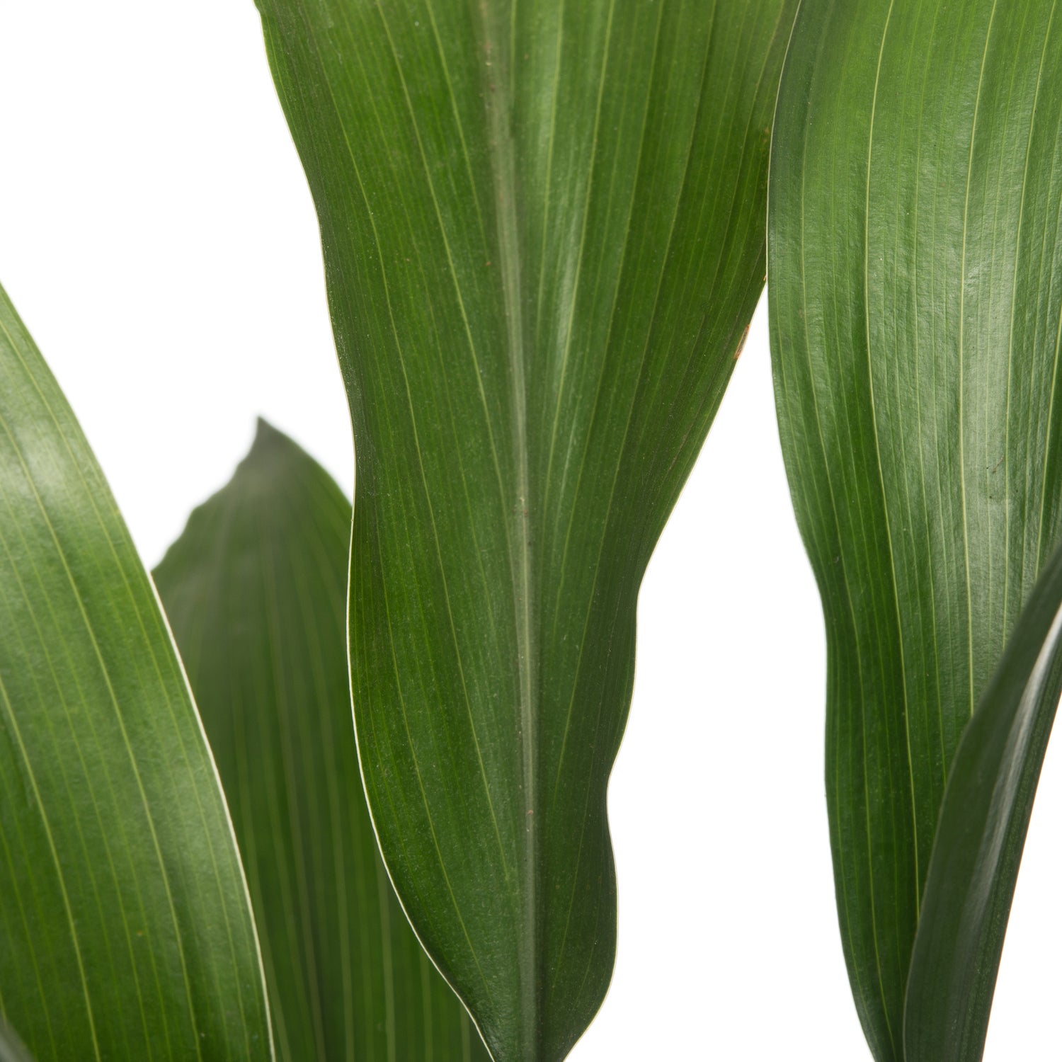 Kwartjesplant (Aspidistra elatior) D 13 H 50 cm