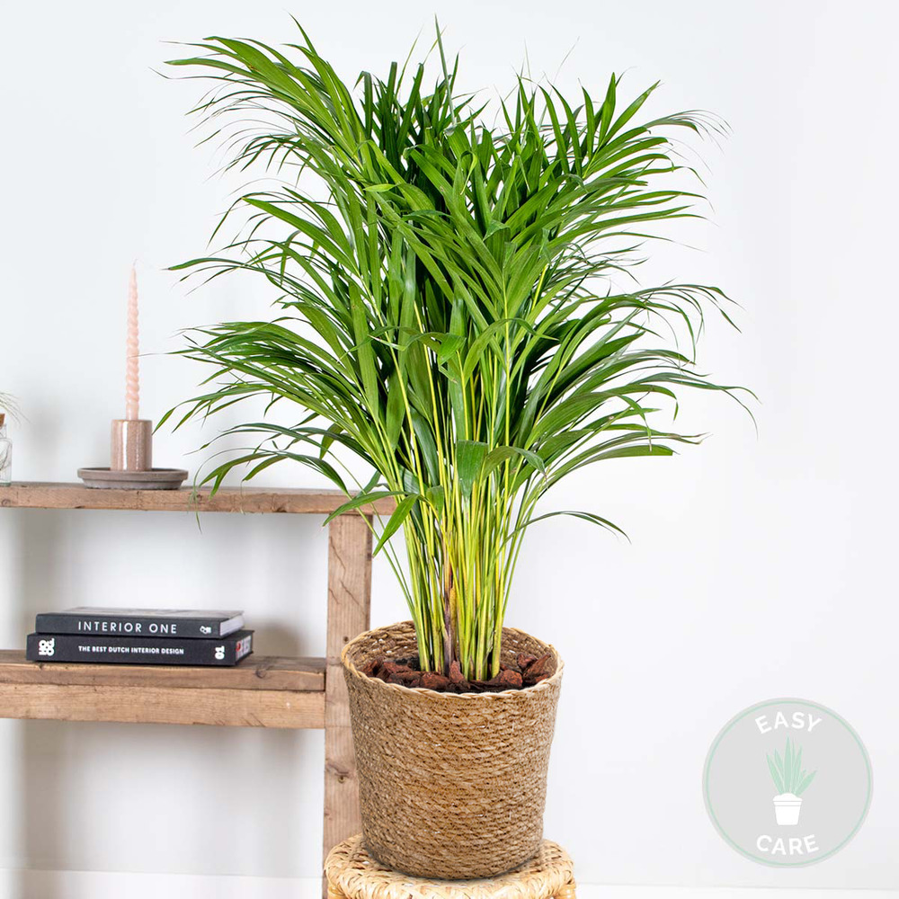 Dypsis lutescens incl. Panier en jonc de mer - palmier doré - ⌀20 cm - ↕90-100 cm