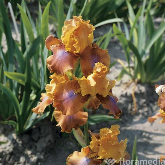 Iris des jardins Rusticana : godet rouge