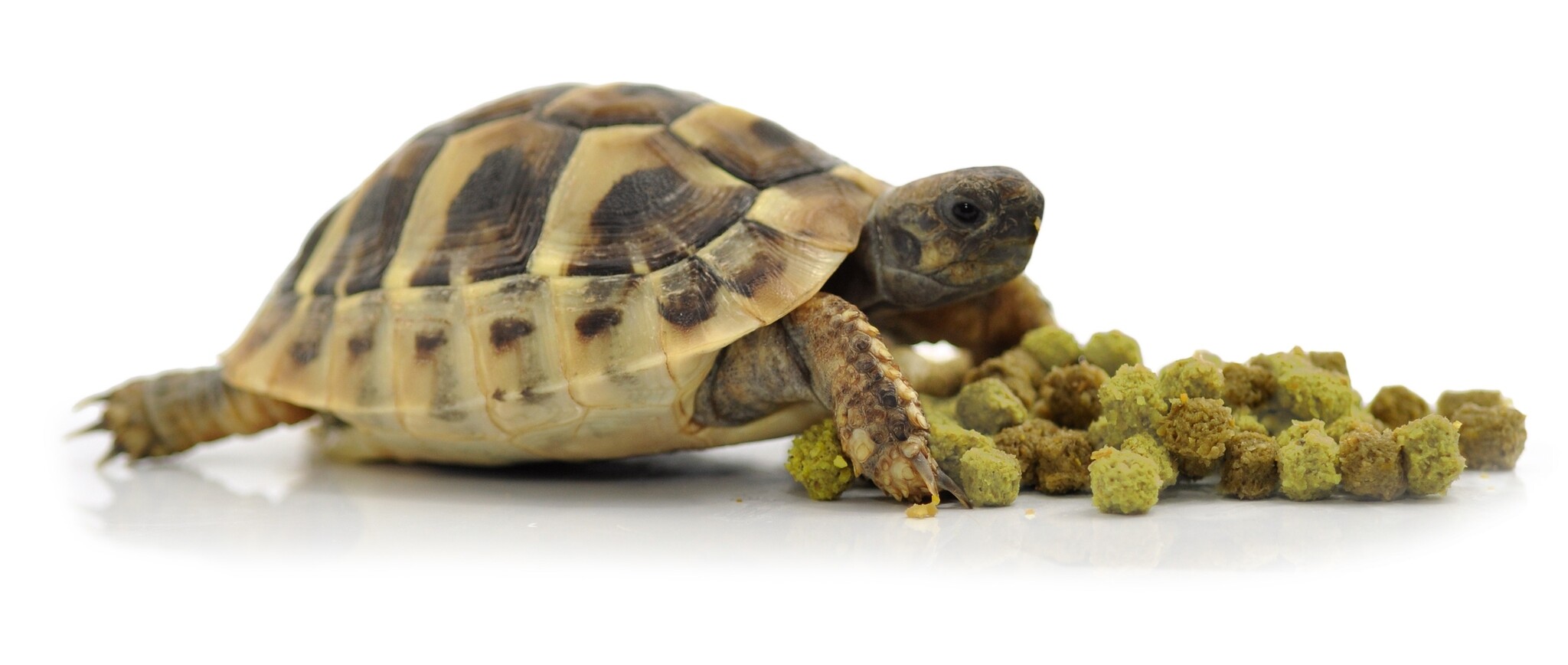 Habistat Voer voor Landschildpad Fruit en Bloemen 200g