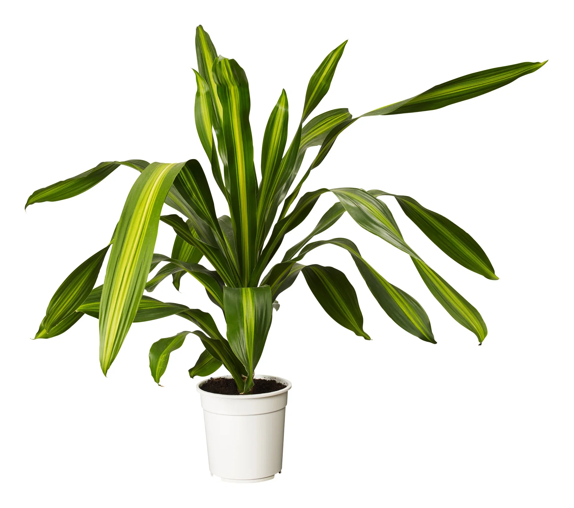 Dracaena fragrans BURLEY ('Reijdramas') Draketre Høyde 120 cm