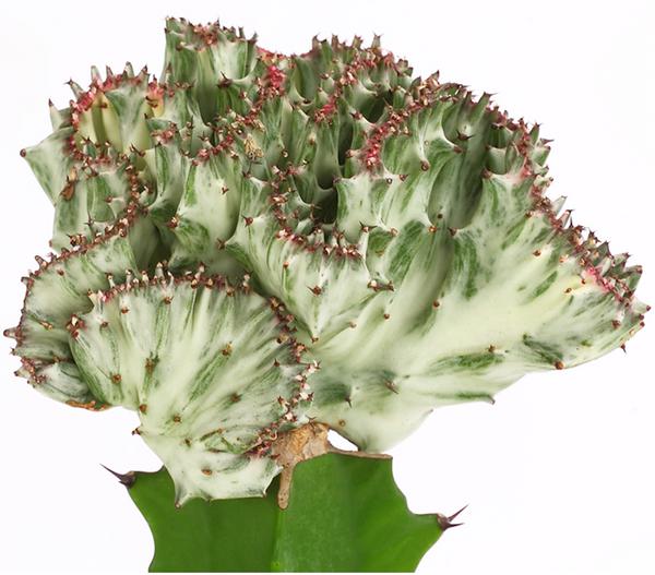 Korallen-Wolfsmilch - Euphorbia lactea,