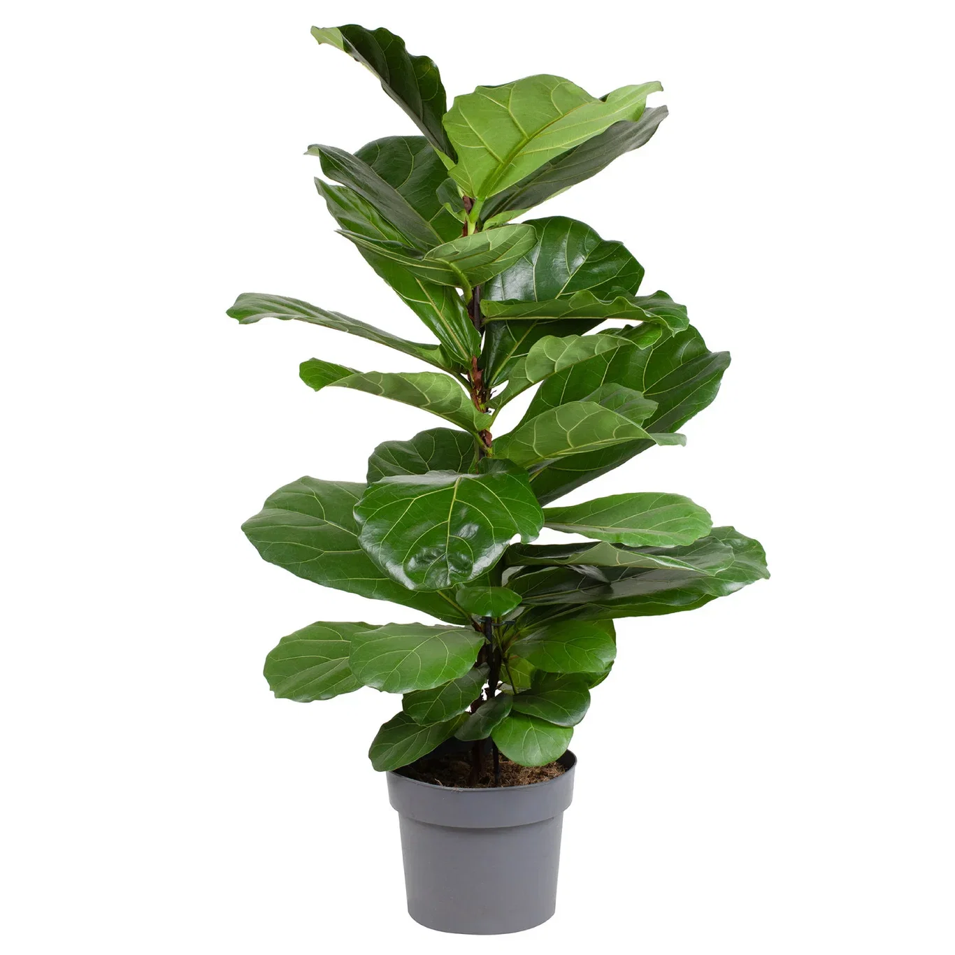 Ficus lyrata Fiolinfiken Høyde 100 cm