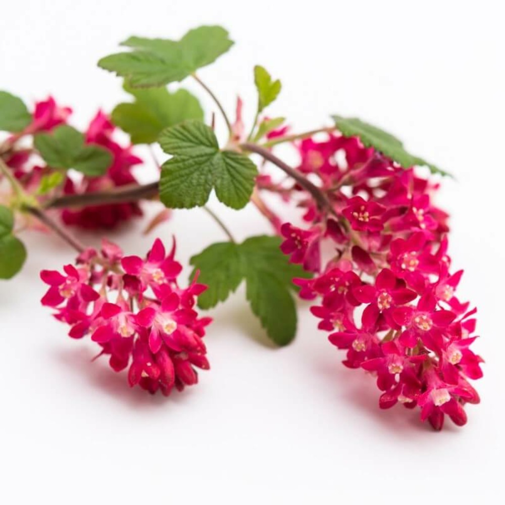 Cassis fleurs 'sanguineum' (ribes 'sanguineum') - godet - taille 13/25cm
