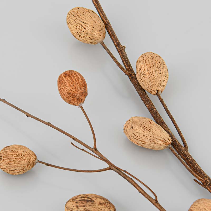 2 branches 'Lady' marron