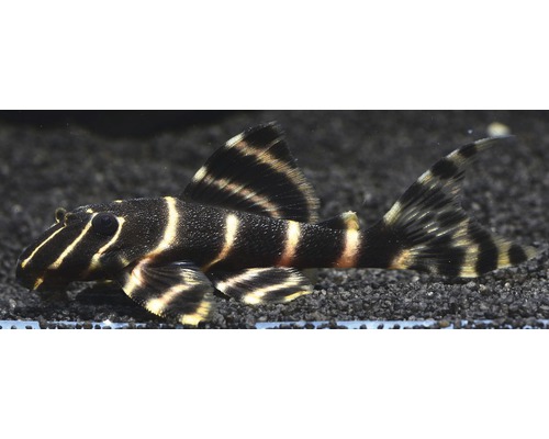 Ringelsocken armored catfish L204 - Panaqolus albivermis