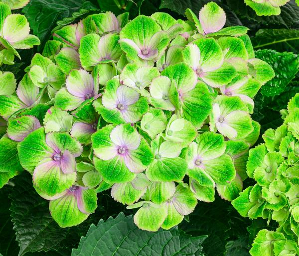 Hortensie 'Magical Amethyst'