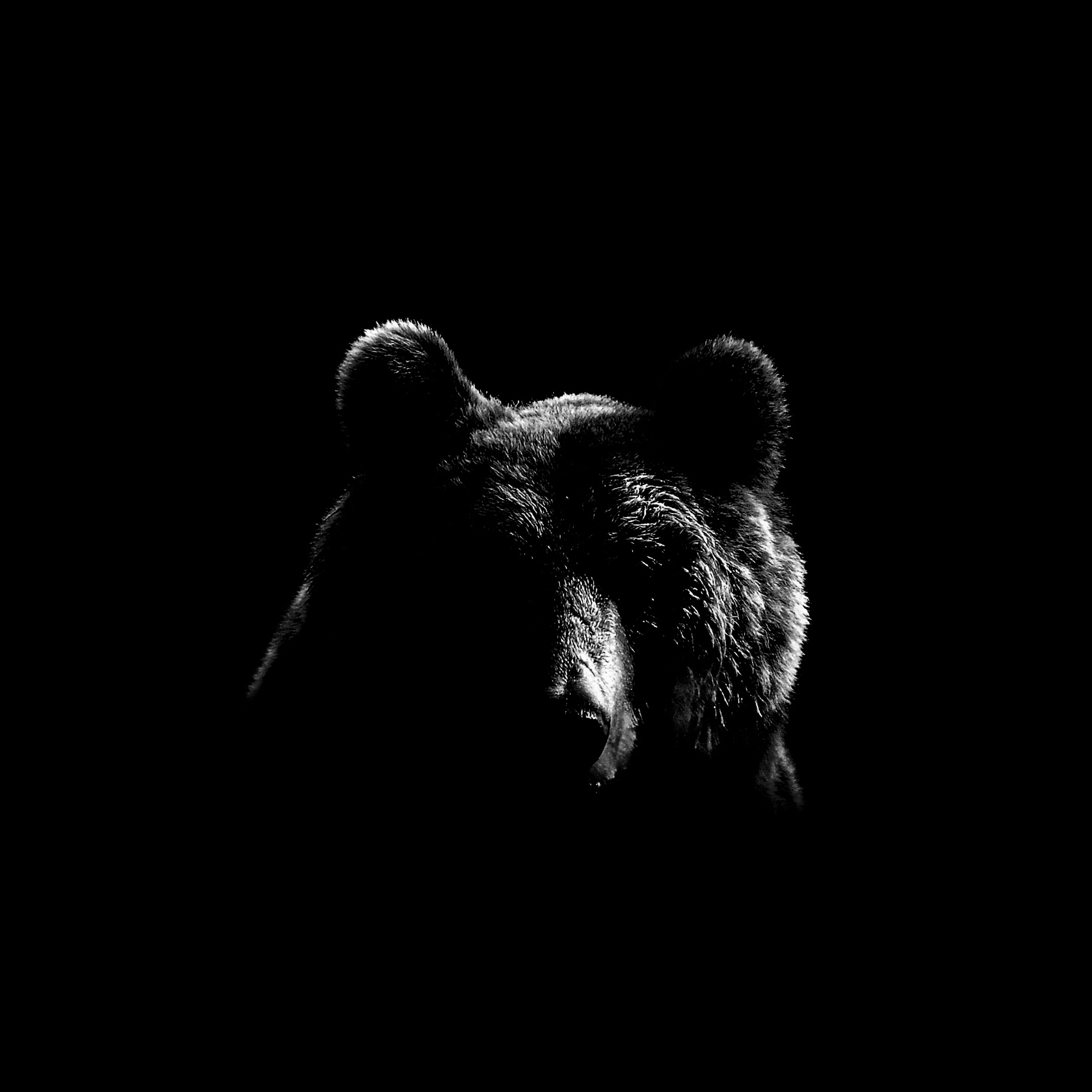 Art Print Beer BEAR-016