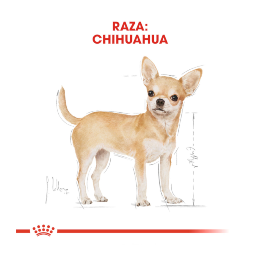 Ração Royal Canin para cães da raça Chihuahua adulto
