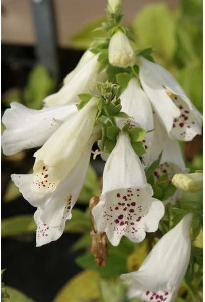 Vingerhoedskruid (Digitalis purpurea 'Alba') D 9 H 10 cm