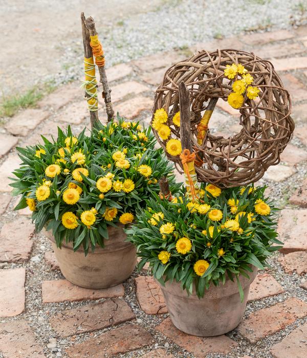 Strohblume, gelb