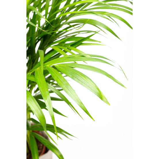Palmier, Areca Dypsis - pot D.24 cm