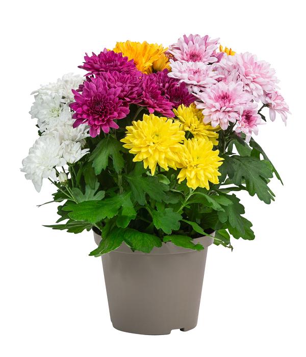 Chrysantheme 'Fifty'