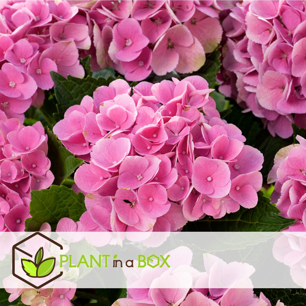 Hydrangea macrophylla - rose - set de 3 - hortensia - pot 9cm - hauteur 25-40cm