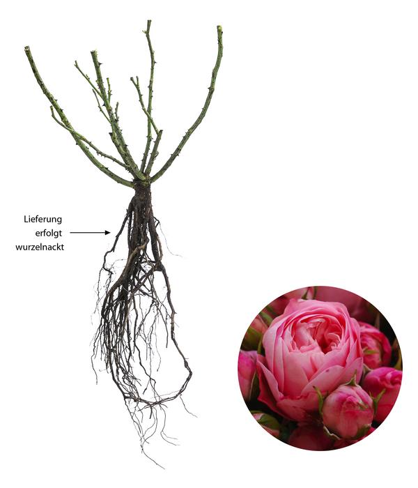 Noblesse® Spray-Rose 'Playful Rokoko®'