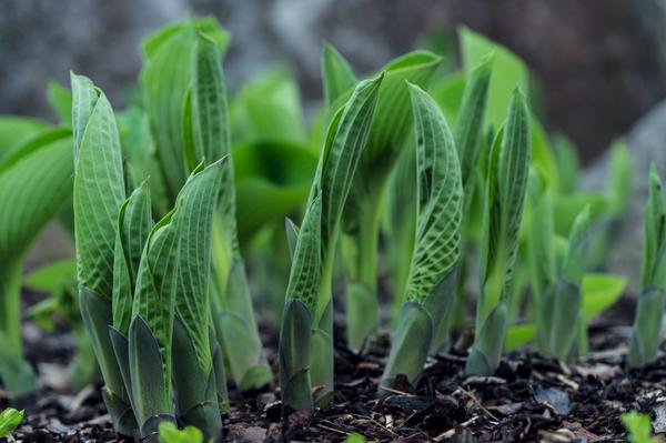 Funkie - Hosta, verschiedene Sorten