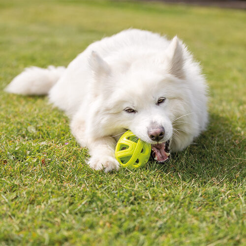Trixie Honingraat Rugby