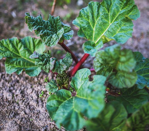 Dehner Gourmet Garten Himbeer-Rhabarber