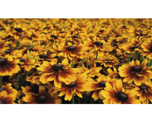 Zonnehoed Mix FloraSelf Rudbeckia x Hybride H 30-40 cm Co 5 L diverse soorten
