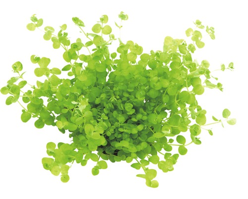 XXL aquarium waterplantenpakket 